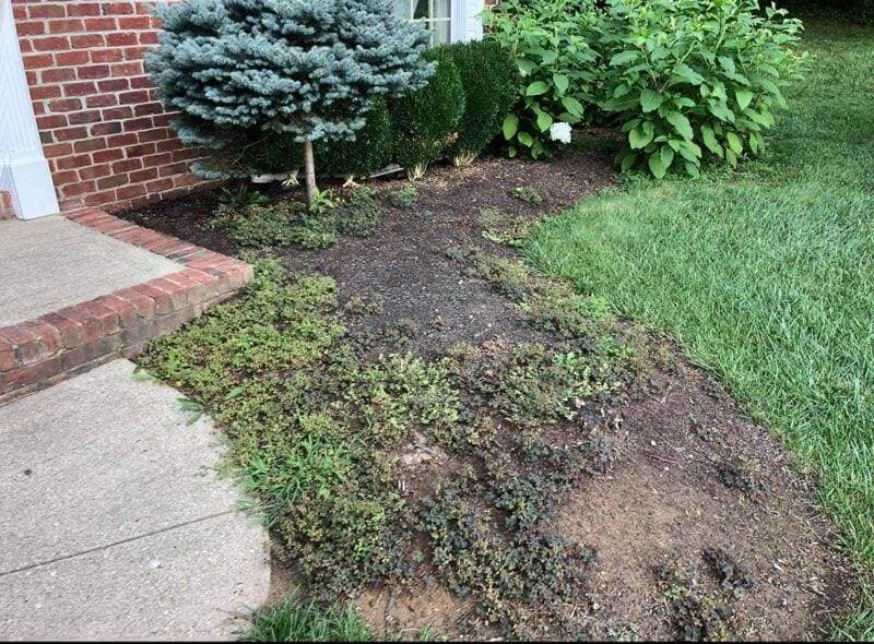 Residential Lawn Care - Before